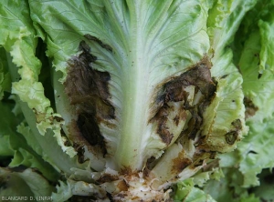 Des lésions brunes situées de chaque coté de la nervure principale sont bien visibles sur le limbe de cette feuille de salade. (<i>Rhizoctonia solani</i>)