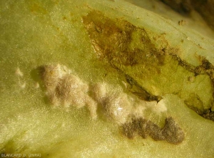 Ces masses mal définies brunissant progressivement  le long de la nervure principale de cette feuille de salade sont des pseudosclérotes de <i>Rhizoctonia solani</i>.