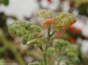 Tetranyques-Tomate2