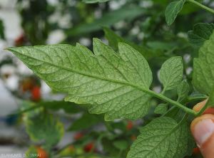 Tetranyques-Tomate3