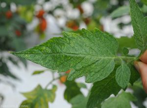 Tetranyques-Tomate4