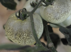 Détail de la fumagine sur fruit vert de tomate.