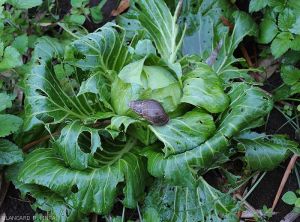 Escargot-Chou1