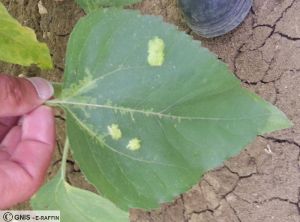 Albugo et mildiou sur feuille tournesol 