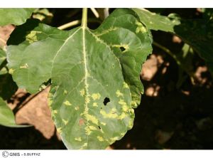 Albugo et mildiou sur feuille tournesol 2