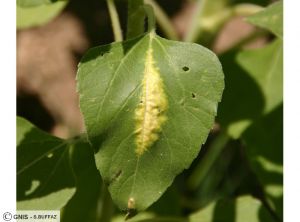 Albugo feuille tournesol 6