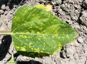 Alternaria helianthi tournesol feuille