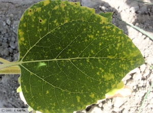 Alternaria helianthi tournesol feuille