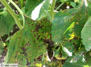 Alternaria feuille tournesol