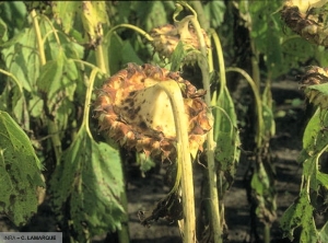 Alternaria helianthi sur capitule tournesol 