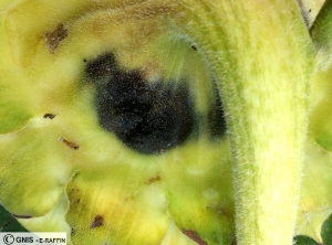 Leptosphaeria lindquistii (Phoma) tournesol capitule