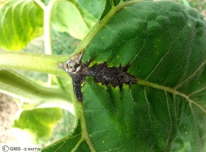 Leptosphaeria lindquistii (Phoma) tournesol feuille