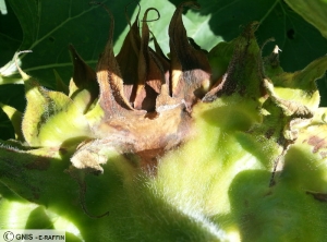 Phomopsis capitule tournesol 