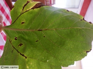 Phomopsis feuille tournesol 