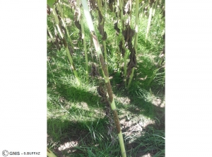Phomopsis tournesol tige