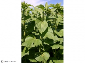 Plasmopara halstedii (Mildiou) tournesol plante