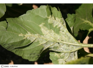 Plasmopara halstedii (Mildiou) tournesol feuille