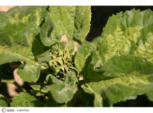 Plasmopara halstedii (Mildiou) tournesol plante