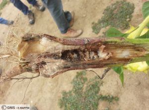 Sclerotinia tournesol tige 