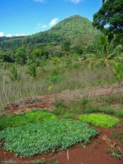 Vue d'une pépinière en culture extensive à Mayotte.