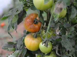 Fumagine sur folioles et fruits de tomate.