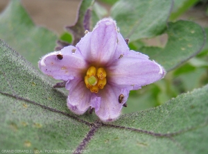 Adultes d'<i><b>Epitrix hirtipennis</b></i>  consommant les pétales d'une fleur d'aubergine.