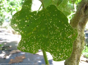 Dégâts d'<i><b>Epitrix-hirtipennis</i></b> sur feuille d'aubergine.