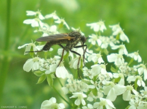 empis-tessellata