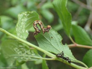 Erannis-defoliaria-prunier