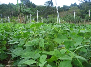 Culture d'haricot vert à Mayotte aisément praticable en saison fraîche.