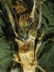 Une lésion vert sombre est visible sur cette tige de courgette. <b><i>Didymella bryoniae</i></b>. (pourriture noire, black rot)