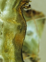 Détail de l'altération et du brunissement des tissus internes  d'une tige de courgette attaquée par  <b><i>Didymella bryoniae</i></b>. (pourriture noire, black rot)