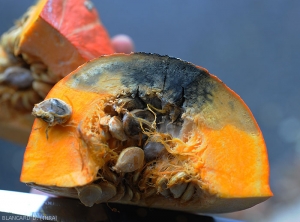 Une coupe dans ce potimarron met en évidence une pourriture humide noircissant progressivement au fur et à mesure du développement mycélien  de <i><b>Didymella bryoniae</i></b>. (pourriture noire sur fruit, black rot)