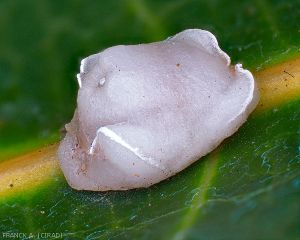 Cochenille à coque sur feuille