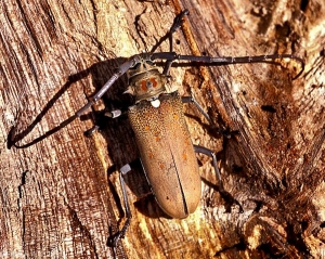 Batocera rufomaculata adulte