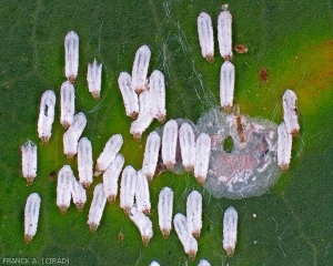 Aulacaspis tubercularis