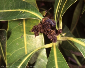 Dégâts _Colletotrichum_gloeosporioides_fleur