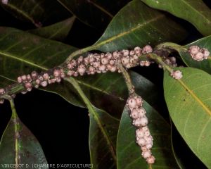 Cochenilles à coques sur tiges et feuilles