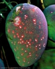 Cochenilles du manguier sur fruit