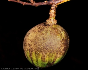 Dessèchement du fruit et apparition de liège sur une mangue