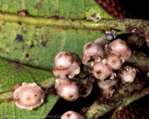 Cochenilles_ceroplastes