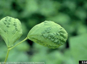 BCMV Haricot feuille