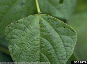 Colletotrichum lindemuthianum haricot