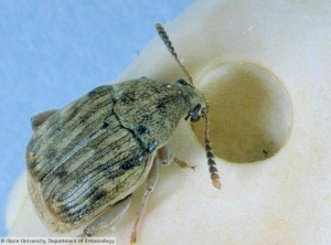 Acanthoscelides obtectus (Bruche)