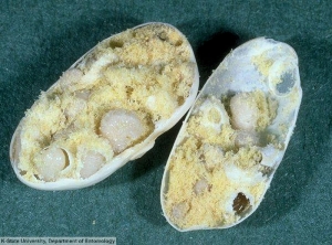 Bruches du Haricot - Acanthoscelides obtectus - Terrazoo