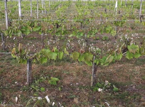 Les ceps de cette parcelles de vigne ont été affectés par le gel. Notons que ce sont surtout les apex et les plus jeunes feuilles qui sont touchés. <b> Dégât de gel </b>