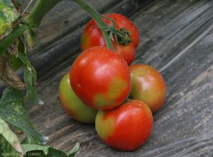 Marbrures d'Aleurodes sur tomates
