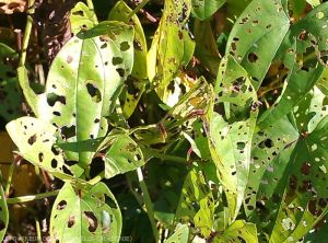 Dégâts de Rose Beetle adulte sur feuille d'igname