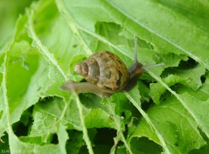 Escargot-Chou