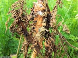 Sclerotinia sclerotiorum Carotte